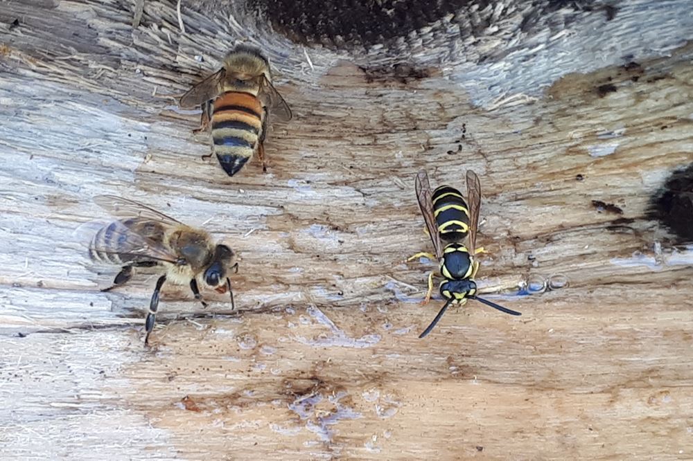 Abeille Mellifère Guêpe Bourdon Comment différencier ces insectes